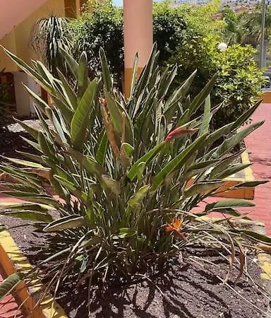 Costa Adeje, 2 Bedrooms Апартаменты *